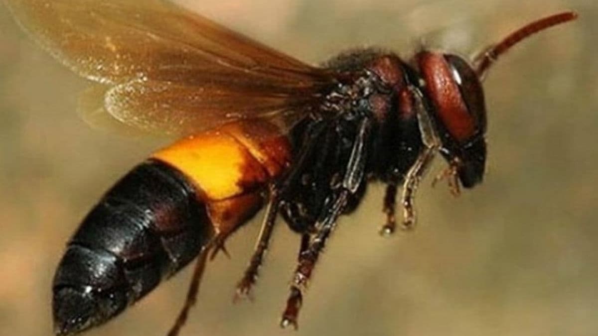 Cần làm gì khi ong vò vẽ đốt - Cách sơ cứu nhanh và hiệu quả