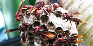 Sáp ong có tác dụng gì? Những công dụng của ong vò vẽ Sáp ong là gì?