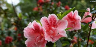 Nguồn gốc của hoa Đỗ Quyên và những đặc điểm quan trọng Nguồn gốc của hoa Đỗ Quyên và đặc điểm