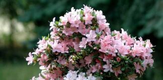 Ý nghĩa của hoa đỗ quyên là gì? Có điều gì đặc biệt nên biết Ý nghĩa của hoa đỗ quyên