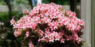 Cách trồng cây đỗ quyên và chăm sóc để hoa lên đẹp luôn cung cấp đầy đủ nước cho cây