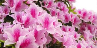Tác dụng hoa đỗ quyên trong đông y và tây y là gì? Đặc điểm chung của cây hoa đỗ quyên