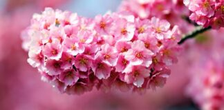 Đặc điểm của hoa đỗ quyên, ý nghĩa, cách trồng và chăm sóc Độc tính cây hoa đỗ quyên