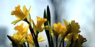 Công dụng của hoa thủy tiên là gì? Tìm hiểu thông tin thú vị Công dụng của hoa thủy tiên