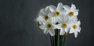 Các loại hoa thủy tiên: Ý nghĩa và những điểm đặc biệt của hoa Giới thiệu về hoa thủy tiên