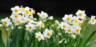 Hướng dẫn cách trồng hoa thủy tiên chơi tết cực đơn giản Cách chăm sóc