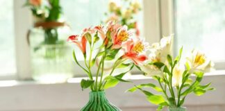 Hoa thủy tiên có độc không? Những thông tin thú vị về nó Đặc điểm hoa thủy tiên