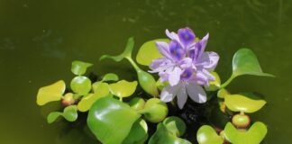 Hướng dẫn đầy đủ cách trồng bèo lục bình, chăm sóc hiệu quả Lục bình là gì?