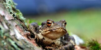 Vì sao ăn thịt cóc bị ngộ độc? Triệu chứng, cách xử trí Triệu chứng và cách xử trí ngộ độc thịt cóc