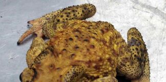 Đặc tính của cóc, triệu chứng và cách phòng tránh ngộ độc Đặc tính của cóc