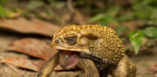 Những lưu ý khi ăn cóc để không ngộ độc nguy hiểm tính mạng Nên xử lý như thế nào khi ngộ độc thịt cóc