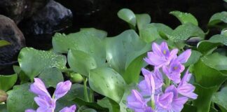 Đặc điểm của cây lục bình – Loài hoa có màu tím mộng mơ Đặc điểm của cây lục bình