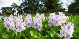 Những công dụng của bèo lục bình có thể làm bạn phải bất ngờ Thu hái và chế biến Bèo tây như thế nào?