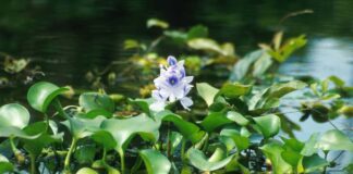 Lưu ý khi dùng bèo lục bình và tác dụng bất ngờ với sức khỏe Những lưu ý khi dùng bèo lục bình để trị bệnh