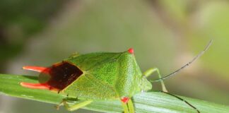 Hướng dẫn cách diệt bọ xít hiệu quả và an toàn cho bạn Điều trị độc tố do bọ xít