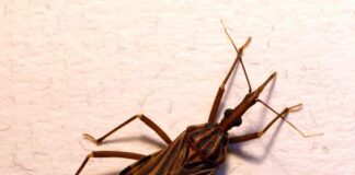 Tìm hiểu đặc điểm của Bọ Xít và cách nhận biết bọ xít Đặc điểm của Bọ Xít