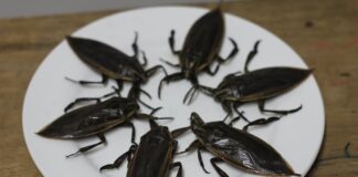 Tìm Hiểu Về Các Loại Bọ Xít: Có Bao Nhiêu Loại Bọ Xít? Có bao nhiêu loại bọ xít?