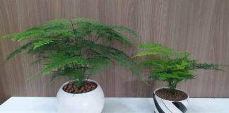 Cách trồng cây thuỷ tùng và cách chăm sóc khoa học nhất Đặc điểm của cây Thủy Tùng