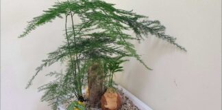 Ý nghĩa cây thuỷ tùng phong thủy – Vì sao được dùng nhiều Các loại thủy tùng