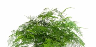 Tác dụng của cây thuỷ tùng, thông điệp và mệnh hợp cây này Vị trí đặt cây Thủy Tùng đúng phong thủy