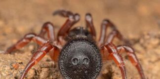 Khám Phá Loài Nhện Sống Ở Môi Trường Nào? | Tìm Hiểu Nhện Loài nhện sống ở môi trường nào? - Đất