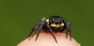 Tìm Hiểu Đặc điểm Của Con Nhện Và Thói Quen Sống Của Nó Thói quen ăn uống của con nhện