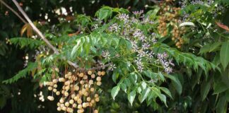 Cây xoan nở hoa vào tháng mấy? Hoa xoan có gì đẹp? Cây xoan nở hoa vào tháng mấy?