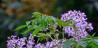 Đặc điểm của cây xoan, nguồn gốc và ý nghĩa của nó Ý nghĩa của Cây Xoan trong Văn hóa Việt Nam