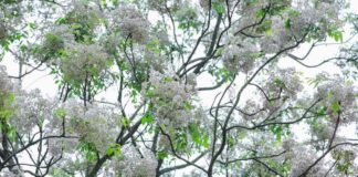 Cách trồng cây xoan hiệu quả: Bí quyết để trồng cây Cách chăm sóc cây xoan sau khi trồng