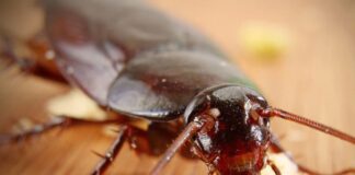 Tìm hiểu Đặc điểm của Con Gián: Từ Vẻ Ngoài Đến Tính Cách Các loài gián ở Việt Nam