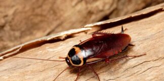 Con gián sống ở đâu? Môi trường tốt nhất cho chúng phát triển Con gián sống ở đâu?