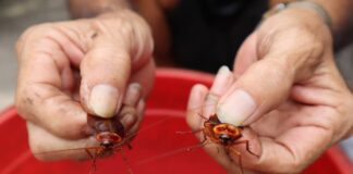 Đặc tính sinh sản của con gián và những thông tin thú vị Gián sinh sản như thế nào?