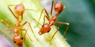 Làm gì khi bị kiến lửa cắn? Cách xử lý nhanh chóng nhất Cách để phát hiện những dấu hiệu của kiến lửa cắn