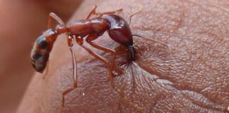 Hướng dẫn cách đuổi kiến lửa hiệu quả và nhanh chóng Cách đuổi kiến lửa