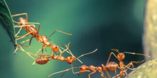 Loài kiến lửa có độc không? Loài này có nguy hiểm không? Các biện pháp để ngăn chặn sự lây lan của loài kiến lửa